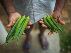 Supporting image for story: Smart irrigation scheme cuts water use and boosts crop yields – scientists