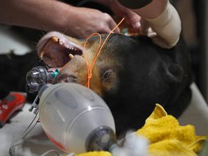 Supporting image for story: Sun bear undergoes procedure to remove cysts in bid to protect future of species