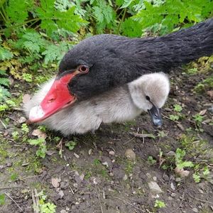 A pair of cygnets have hatched at Dudley Zoo