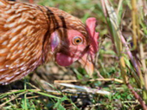 Supporting image for story: Llandrindod Wells chicken farm hopes to produce 1.5m birds every year, if plans go ahead