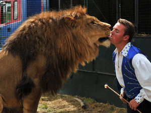 Supporting image for story: Shropshire circus brings its lions to the county
