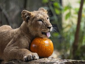 Supporting image for story: Animals at London Zoo get into Halloween spirit playing with carved pumpkins