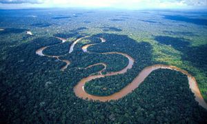 The Amazon