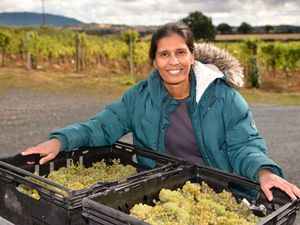 Supporting image for story: 'If only every year was like this!' Shropshire's vineyards eyeing up a vintage year for county wines after dry summer