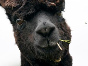 Supporting image for story: Owner of condemned alpaca Geronimo calls on Boris Johnson to intervene