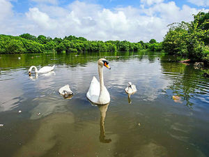 Supporting image for story: Walsall nature reserve speed humps rejected despite 4,400-name petition after cygnets run over