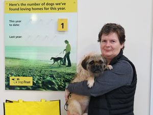 Supporting image for story: Abandoned pup who has 'never been walked' find home in paw-fect start to new year 