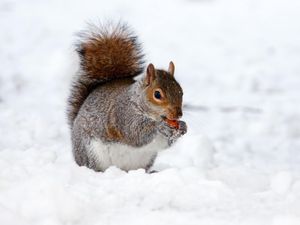 Supporting image for story: How to help garden wildlife this winter