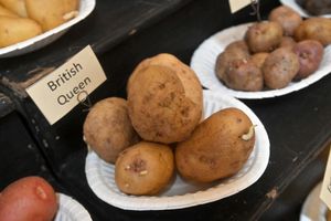 A regal rarity at potato day.