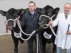 Supporting image for story: County bulls' sale makes history