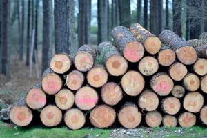 Timber stacks in Cannock Chase cut to order