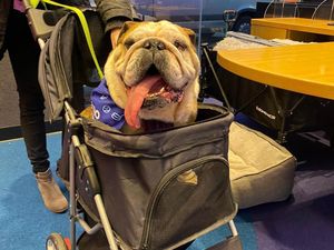 Supporting image for story: Plea to find a home for 'Wonky Wendy'