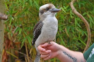 Indi and Banjo are the latest additions to Telford Exotic Zoo.