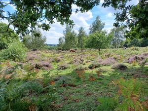 Kinver Edge heath. Picture: James Lawrence