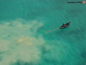 Supporting image for story: Philippines blames China for loss of giant clams in disputed shoal