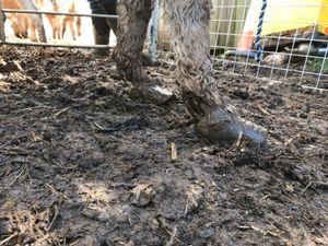 Photo: Little Meadow Animal Rescue/ RSPCA