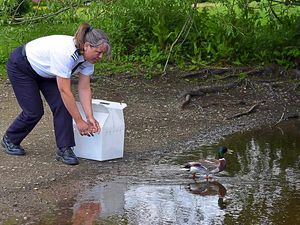 Supporting image for story: Sir frantic drake is back on Shropshire's water