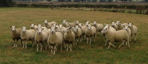 Wool you believe it – almost all British sheep are bred for meat.