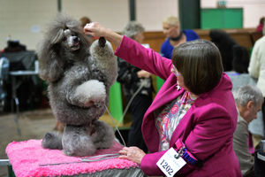 Bobby the mini silver Poodle shows off at the British Utility Breeds Association Show at the County Showground, Stafford