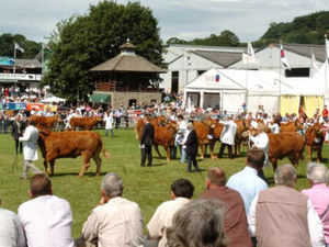 Supporting image for story: Thousands out for Royal Welsh Show