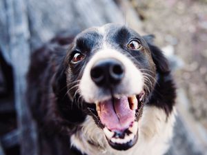 Supporting image for story: Help give pets a happy Christmas