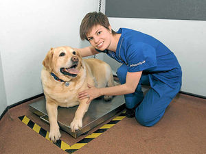 Supporting image for story: Porky Halesowen pooch hounded to lose puppy fat