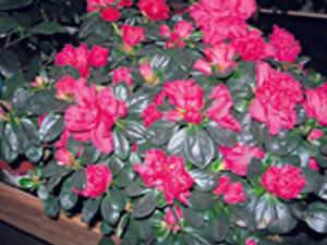 Supporting image for story: A colourful winter ahead