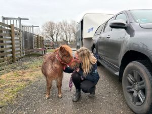 Supporting image for story: Tiny pony Pickle discovered in the West Midlands when he was too weak to stand is winning hearts at a farm in Blackpool - here’s why