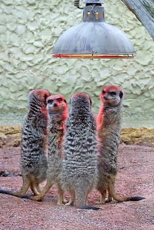 Four tiny meerkats take refuge underneath an installed heat lamp in the freezing temperatures at West Midland Safari Park
