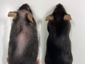 Supporting image for story: Drug which extends life of mice hints at longer, healthy old age for humans