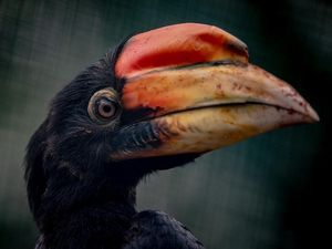 Supporting image for story: WATCH: First rare hornbill chicks in UK for 13 years hatch at Chester Zoo