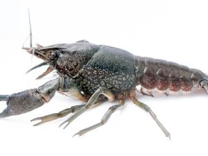 Supporting image for story: All-female crayfish species that didn’t exist 30 years ago reproduces by cloning itself