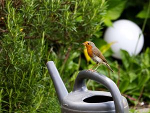 Supporting image for story: Shropshire new homes provider shares top tips to make your garden a safe haven for nature this winter