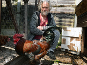 Supporting image for story: Cock-a-doodle-don't! Owner warned as neighbours complain over crowing cockerel 