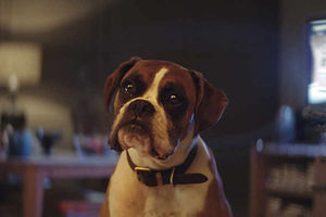 Supporting image for story: John Lewis releases upbeat Christmas ad starring Buster The Boxer - with video