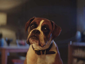 Supporting image for story: John Lewis releases upbeat Christmas ad starring Buster The Boxer - with video