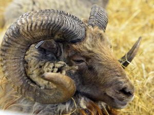 Supporting image for story: Rare treat to get creative