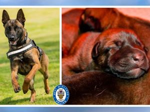 Supporting image for story: Four men charged with aggravated vehicle taking after police dog Pancho sniffs out suspects