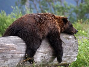 Supporting image for story: Single gene responsible for hibernation in mammals, study finds