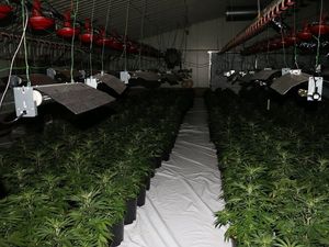 Supporting image for story: Revealed: 400 drugs factories raided in cannabis crackdown 