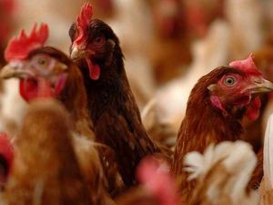 Supporting image for story: Farm gets nod for 100,000 chickens