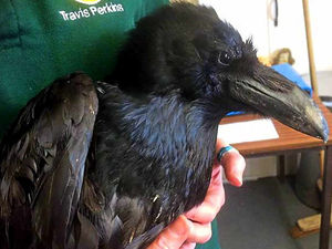 Supporting image for story: Poisoning suspected after ravens' deaths in Shropshire