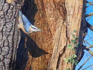 Supporting image for story: Migrants swell a vibrant landscape - we celebrate salmon runs and flocks of birds as Shropshire's wildlife comes to life this January