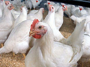 Supporting image for story: Foot patrol visits over avian flu fears