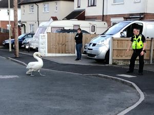 Supporting image for story: Black Country's 'most swanted' returned safely to nature reserve