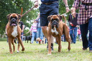 DogFest. All pictures from: https://dog-fest.co.uk/cheshire