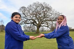 Short Wood Primary School in Wellington, Telford. They have two old oak trees on their site and they feature on the school logo. Pupils: Ehman Mehmood 11, Tasha Hungwee 10.