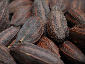 Supporting image for story: Cocoa may protect against negative effects of fatty foods when stressed – study