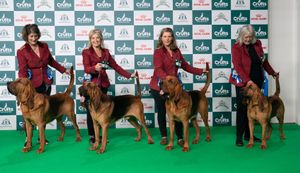 Third place in the Breeders Competition, Farlap, a [Dog Breed] today (05.03.26), the first day of Crufts 2026.


