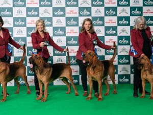 Supporting image for story: Crufts 2026: Working and Pastoral group winners announced on day one